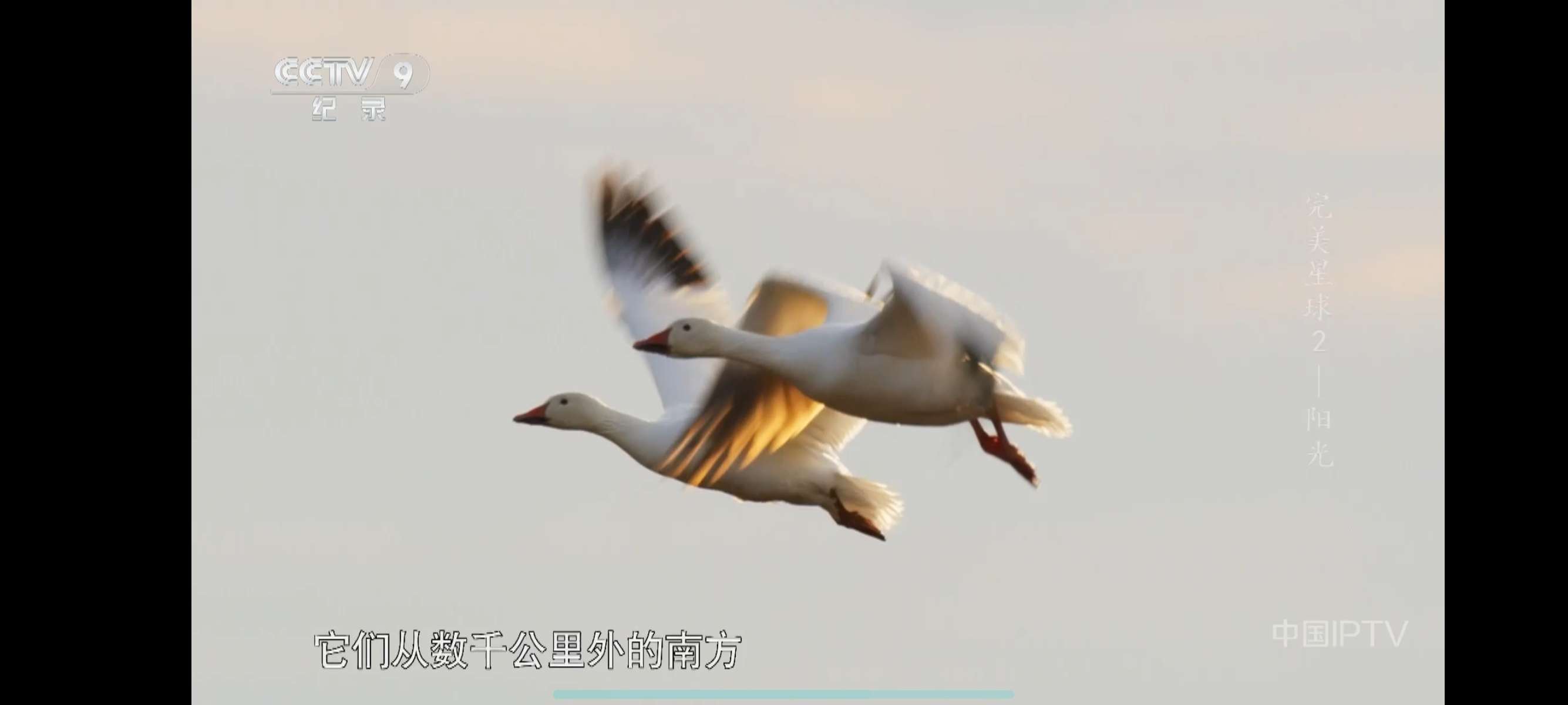 HTV 2.0.0.3高清电视直播直播源每天更新第5张插图 HTV 2.0.0.3高清电视直播直播源每天更新第5张插图