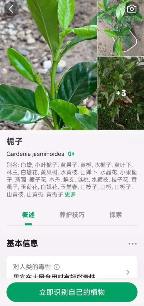 PictureThis植物识别与园艺指导专家第6张插图 PictureThis植物识别与园艺指导专家第6张插图