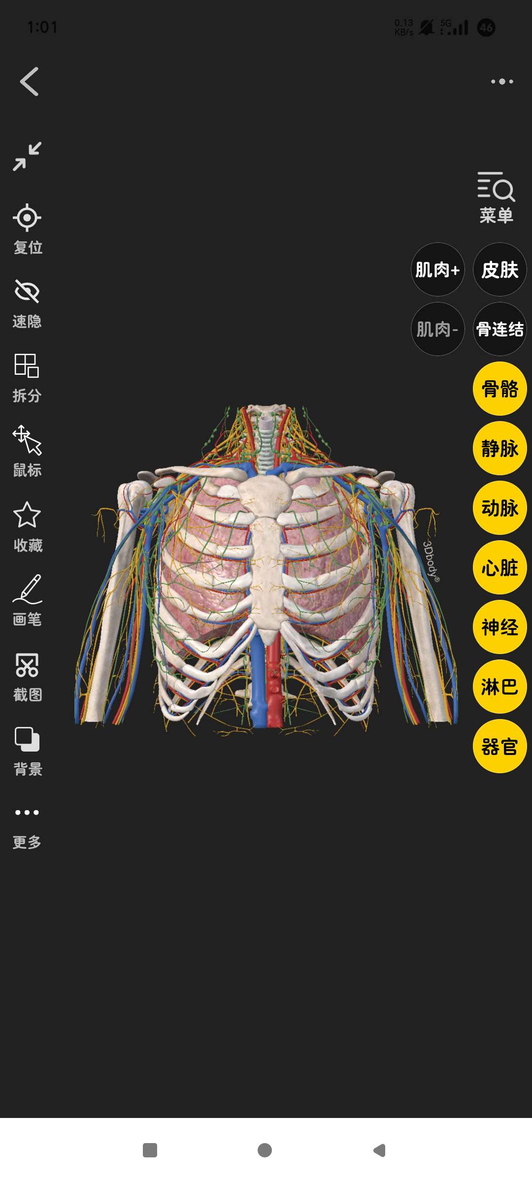 3Dbody解剖人体构造可视化！自由拆解第9张插图