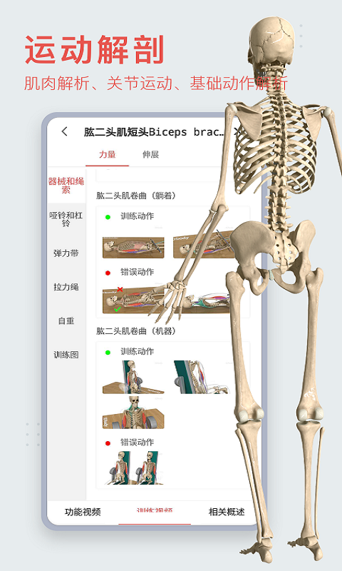 3Dbody解剖人体构造可视化！自由拆解第12张插图
