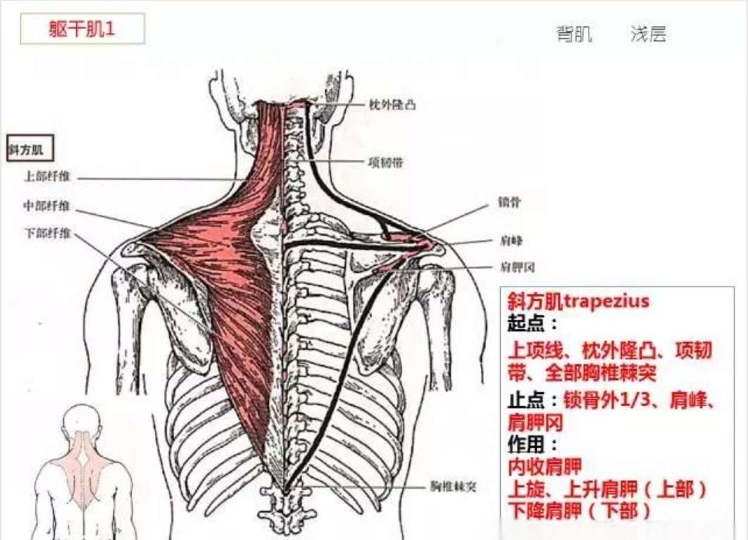 人体解剖图集专业人体解剖知识解锁会员第6张插图